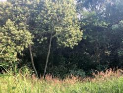 Terreno para Venda em Carapicuíba - 4